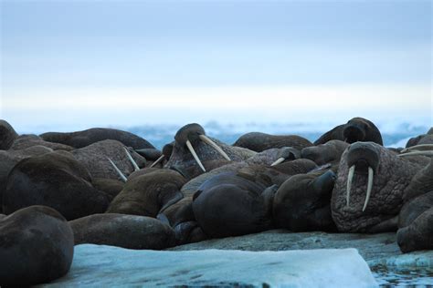 Best Time For Walrus Watching In Alaska 2024 When To See Roveme