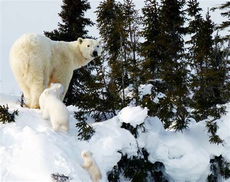 Mother And Cubs Polar Bear Photography Safari Arctic Kingdom
