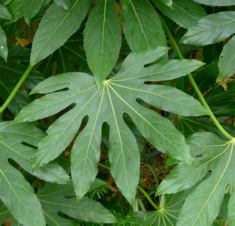 Bestel Fatsia Japonica Voordelig Bij Plantenweelde