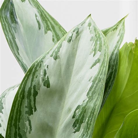 They will thrive under indirect light exposure. Buy Chinese evergreen Aglaonema 'Jubilee Compacta (PBR ...