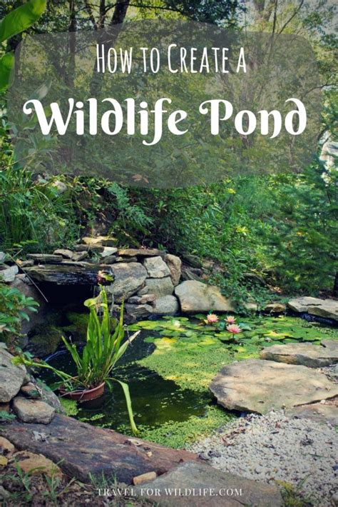 How To Build A Wildlife Pond Step By Step Guide Travel For Wildlife