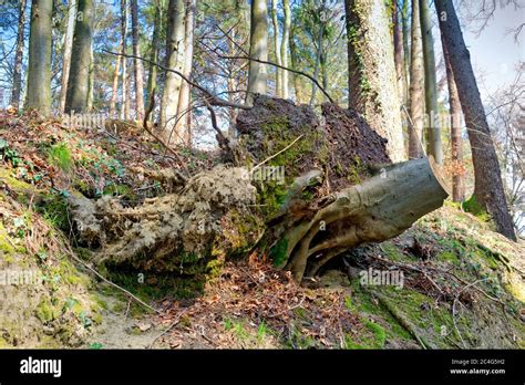 The Effect Of Soil Erosion In A Forest Uprooted And Fallen Tree Stock