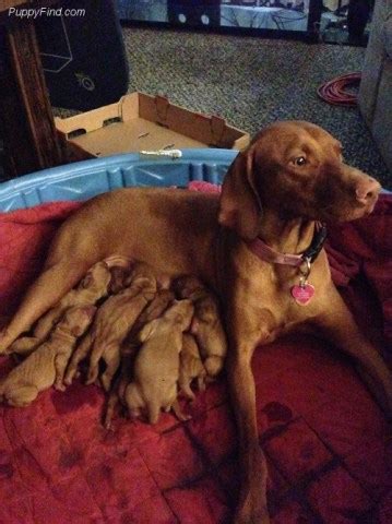 It is robust but lightly built. Vizsla puppy dog for sale in willis, Michigan