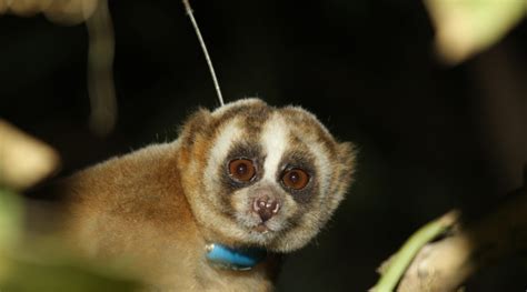 Ultrasound Use By Wild Lorises Little Fireface Project