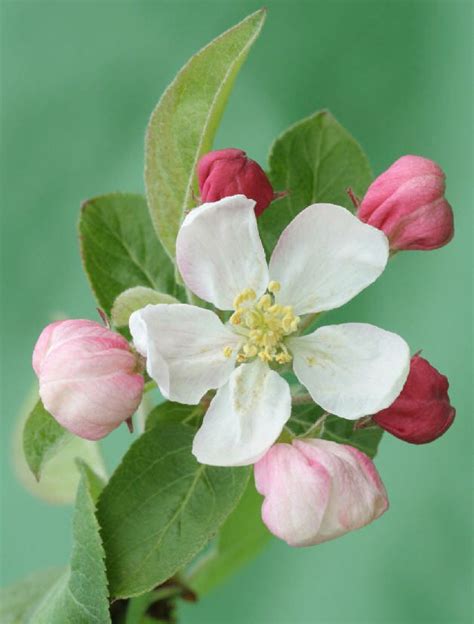 The trees are often planted in commercial orchards as their long flowering period makes them excellent pollination partners for cultivated apples. crab apple flower remedy-cyme | Flowers, Flower remedy ...