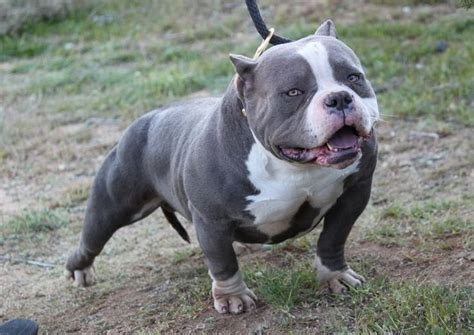 The american bulldog is a gentle giant dog breed descending from the now extinct old english bulldog. Platinum of West Coast #gottiline #ameicanbully #abkc ...