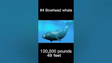 Top 10 Biggest Sea Creatures Youtube