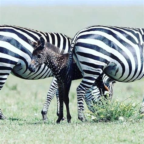 Rare Colored Baby Zebra Spotted In Maasai Mara Reserve Named Tira