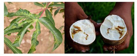 Developing A Predictive Model For An Emerging Epidemic On Cassava In