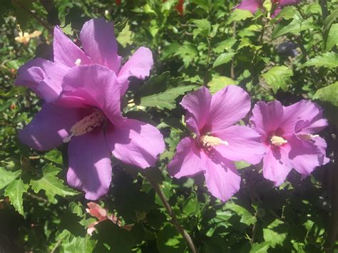 Rose of Sharon Hibiscus