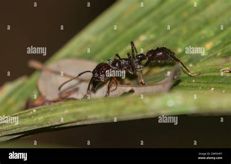 Bullet Ant Paraponera Clavata On Leaf At La Selva Biological Station