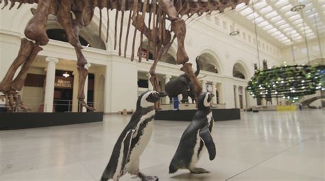 Shedd Penguins Take Field Trip To Field Museum