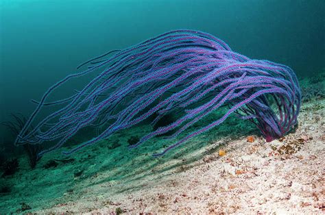 Sea Whip On A Reef Photograph By Georgette Douwma Science Photo Library Pixels