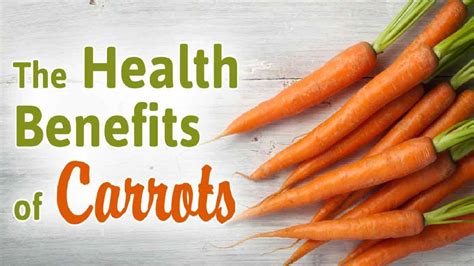 Carrots Are Considered To Be One Of The Most Important Cultivated