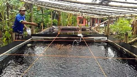 Membuat Kolam Ikan Lele Keli yang Baik Agar tidak Rembes