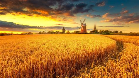 2560x1440 Windmill On Wheat Field At Sunset 1440p