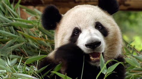 The Reason Pandas Are So Important To Chinese Culture