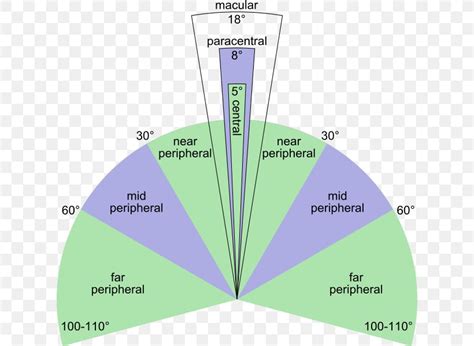Peripheral Vision Visual Perception Fovea Centralis Eye Retina Png