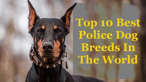 Top 10 Best Police Dog Breeds In The World Worlds Best Guard Dogs