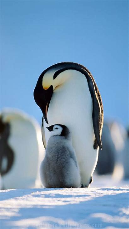 Penguin Iphone Wallpapers Penguins Emperor Animal Animals