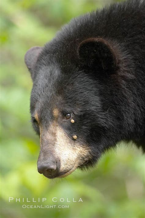 American Black Bear Ursus Americanus Orr Minnesota 18824