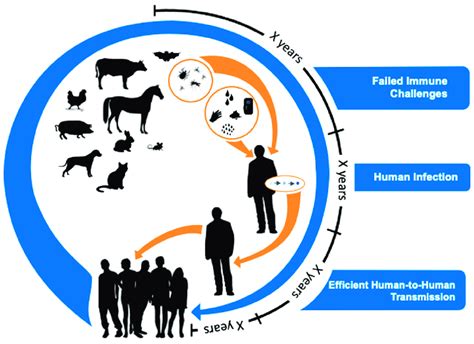 A Model For Zoonotic Pathogen Genesis Viral Evolutionary Theory