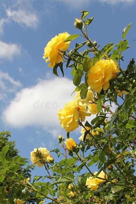 Blooming Yellow Rose Bush In The Garden Stock Photo Image Of Bush