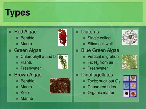 Ppt Algae Cultures To Biofuels Powerpoint Presentation Free Download