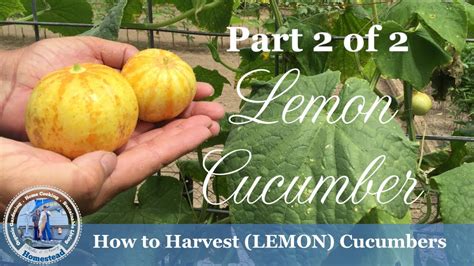 How To Harvest Cucumbers Lemon Cucumbers Youtube