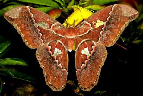 Saturniid Moth Rothschildia Orizaba Equatorialis From Res Flickr