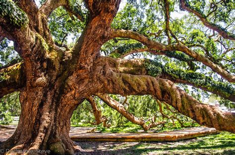 Water Oak Tree Florida Maryetta Stclair