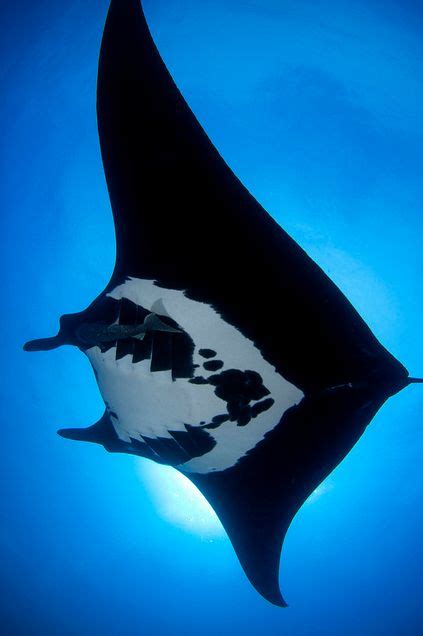 Manta My All Time Favorite Dive The Most Graceful