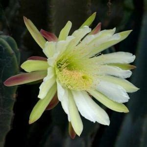 Si tienes tu planta en interiores conviene regarla solo cuando la tierra esté completamente seca. ¿Cómo se cuida el Cactus ordenador? | Jardineria On