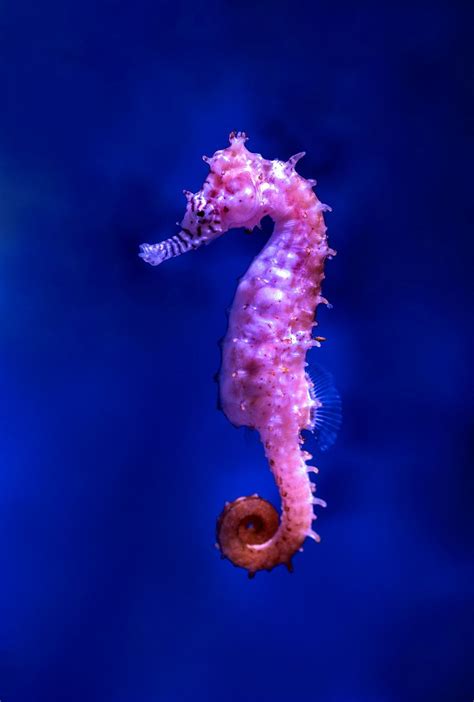 A Pretty Pink Sea Horse At The Cairns Aquarium Download This Photo By