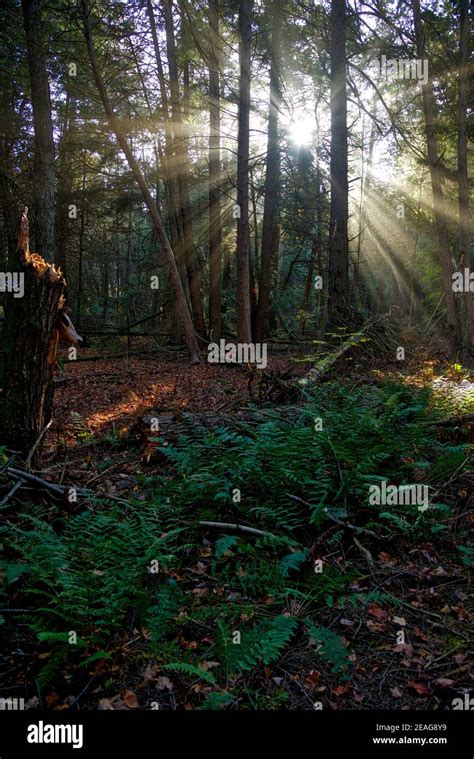 Sunbeam Through The Forest In Autumn Stock Photo Alamy