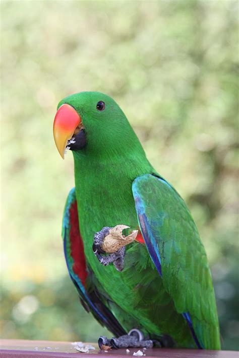parrot in barbados photograph by andrea urlass fine art america