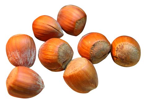 Hazelnut Png Transparent Image Download Size 1639x1156px