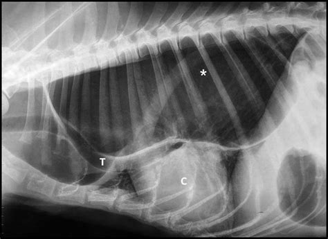Radiographic Aspect Of Megaesophagus In A Dog Note Severe Dilatation