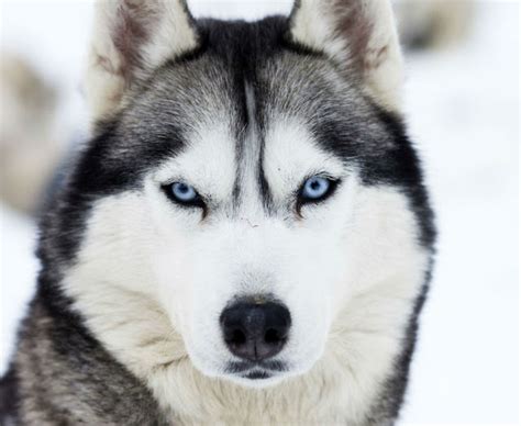 animania amor aos animais raÇas caninas husky siberiano