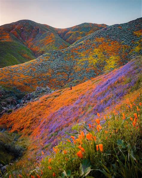 🔥 The Incredible Super Bloom In California 🔥 Rtheabditory