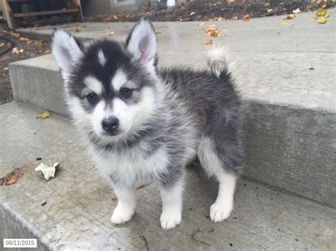 Also, they deal in silver lab puppies for sale in ohio, new york, and few other states. Pomsky Puppy for Sale in Ohio | Pomsky puppies, Pomsky ...
