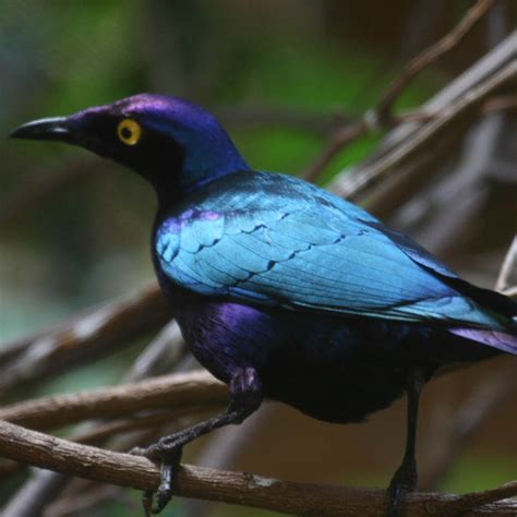 10 Striking Purple Colored Birds