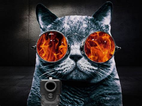 Cat With Glasses Wallpapers Wallpaper Cave