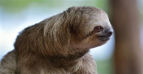 Sloths Slow On Purpose Answers In Genesis