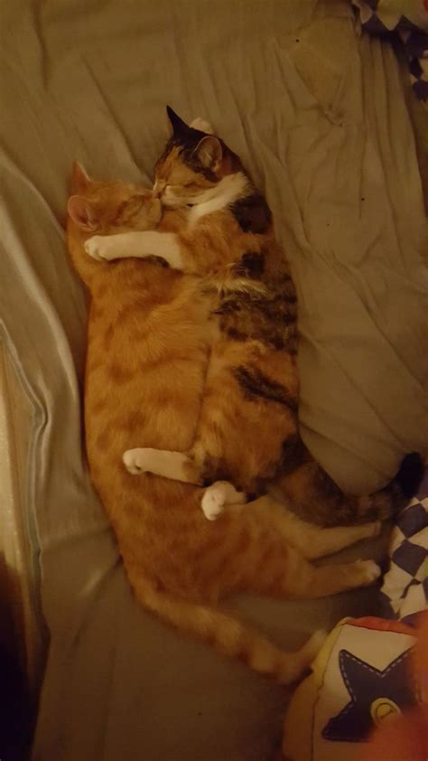 12 Cute Photos Of Cats Napping Together In Weird Positions