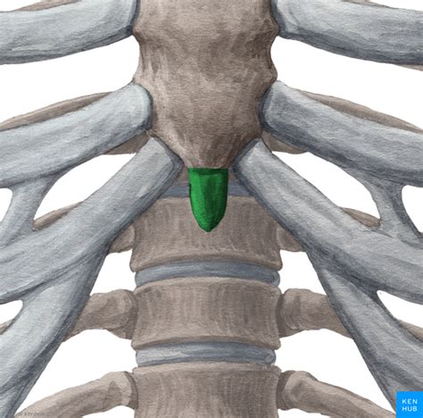 Female Anatomy Back Bone
