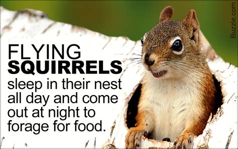 Sleeping And Nesting Habits Of Squirrels