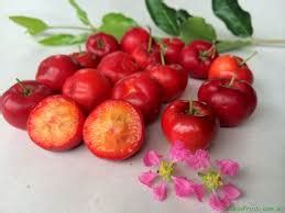 Buy Malpighia Emarginata Barbados Cherry Plant Plantslive
