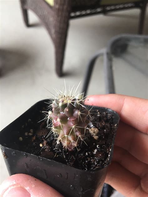 You have a different issue with your cactus than it becoming black or brown. overview for cactuslover3