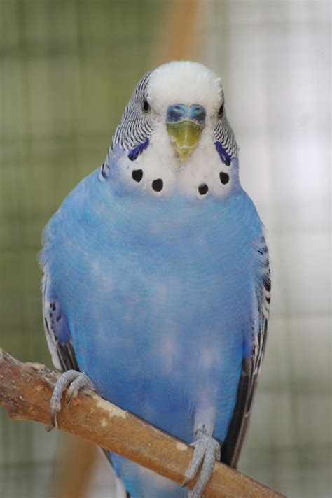 10 Tips For Caring For Your Parakeet